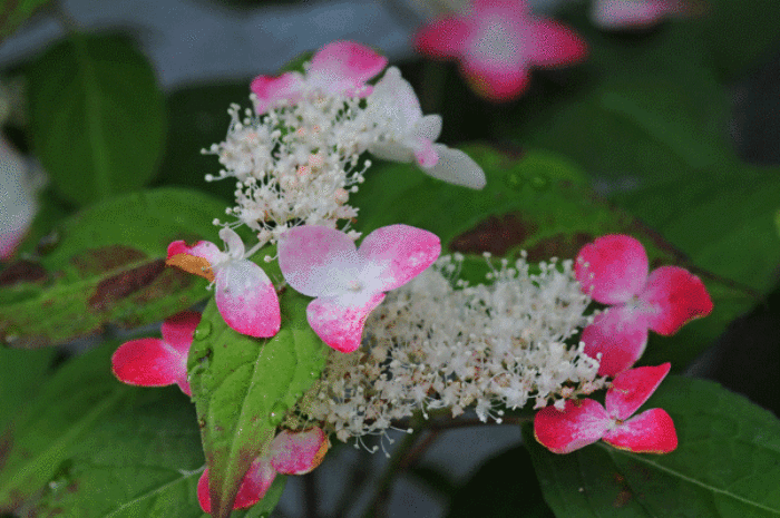 農園花園　＜ダリア・向日葵　他＞_e0248688_1317225.gif