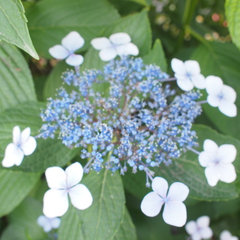 紫陽花の季節に・・_a0230197_20085605.jpg