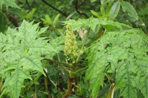 20150627 篭ノ登山の植物－木々の花_b0013099_10263550.jpg