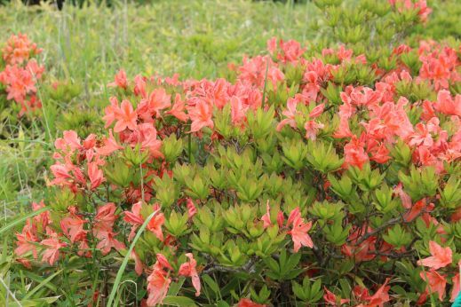 20150627 篭ノ登山・池の平湿原の花々－レンゲツツジ_b0013099_10340295.jpg