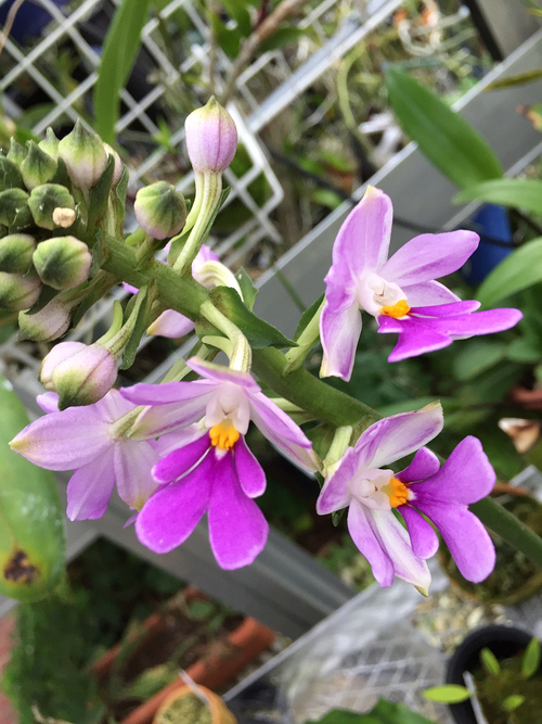 Calanthe :「カランセ：夏エビネ」_d0007501_1228497.jpg