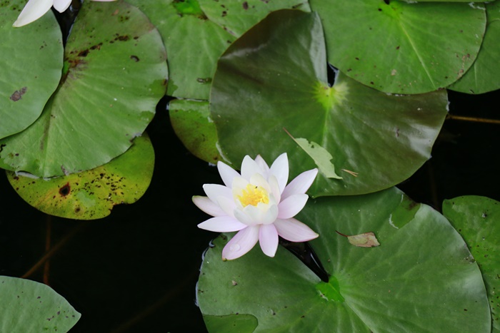 ブラ～♪っとお出かけ　あじさい森林植物園編_a0123003_033644.jpg