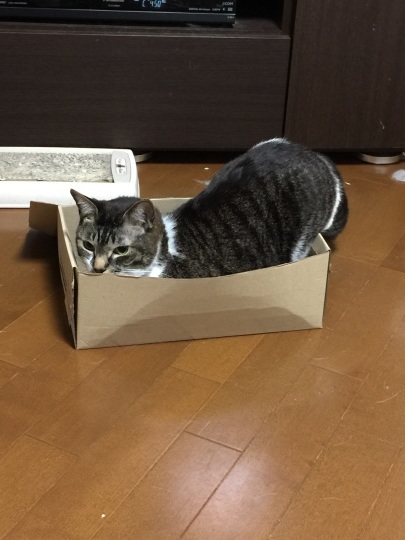 猫はやっぱり。_d0316906_00573031.jpg