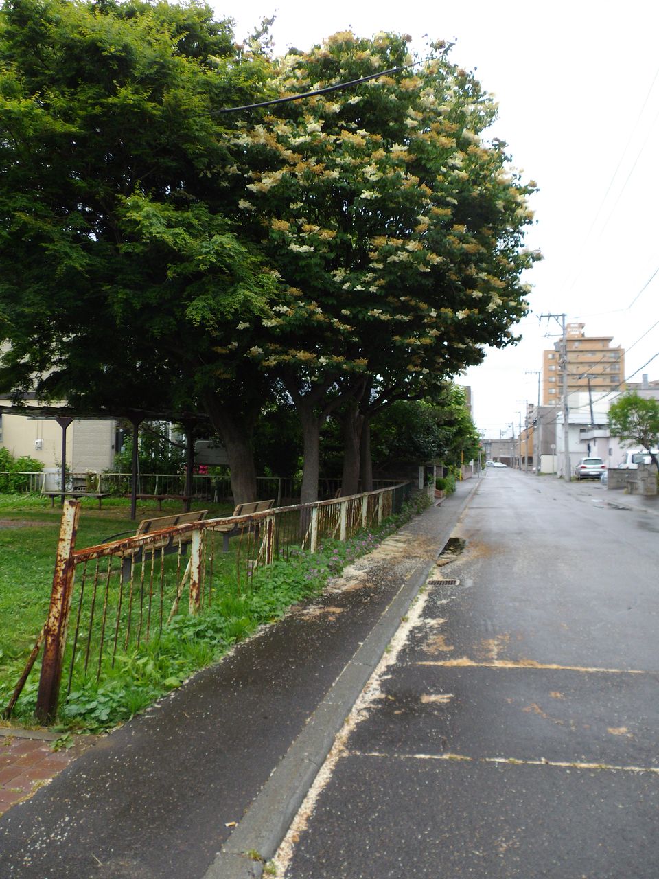 雨間のハシドイ_c0025115_1993287.jpg