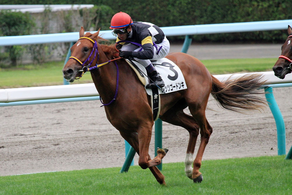 2014.8.24 札幌競馬場☆レッツゴードンキ【Thoroughbred】_f0250322_2145642.jpg