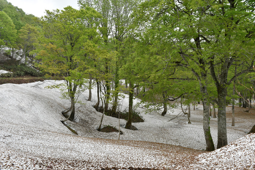 2015.山形月山ブナ林-4~5-14 春 アドベンチャー くるま旅_a0216227_21521254.jpg