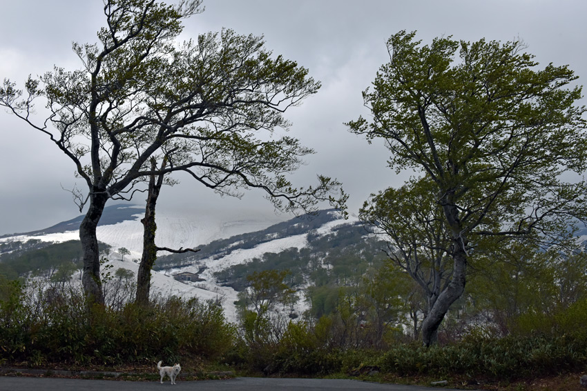 2015.山形月山ブナ林-4~5-14 春 アドベンチャー くるま旅_a0216227_2237645.jpg