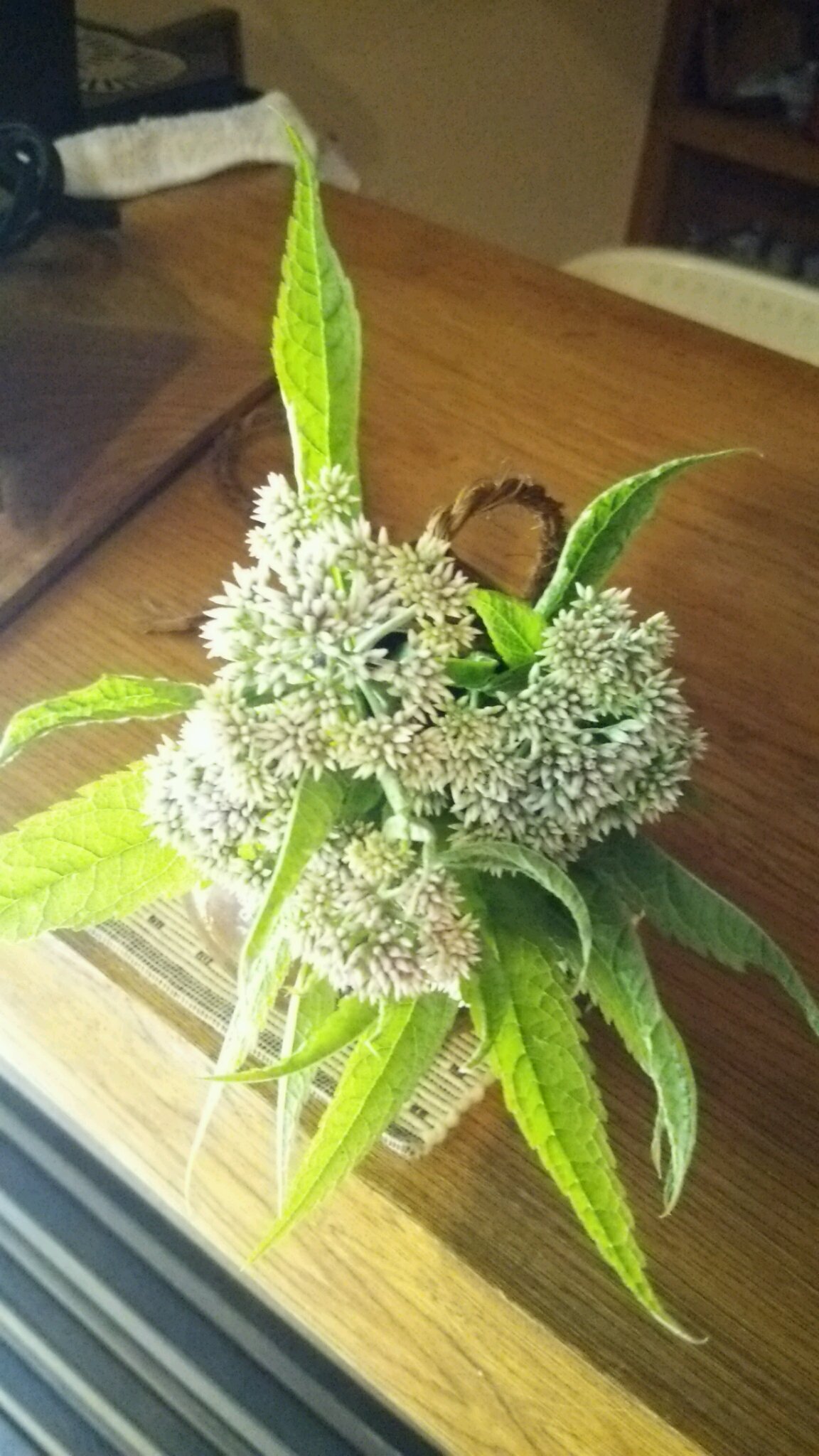 山野草、樹木など、季節の花々&庭の手入れ_c0213830_13484613.jpg