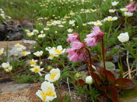 What a beautiful day! 6/29の月山_f0118332_20021562.jpg