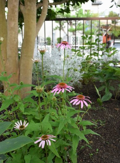 3年目のエキナセア ヒバリのつぶやき 3年目のエキナセア ヒバリのつぶやき