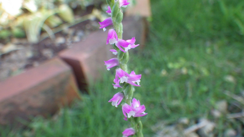 e0305733_67692.jpg