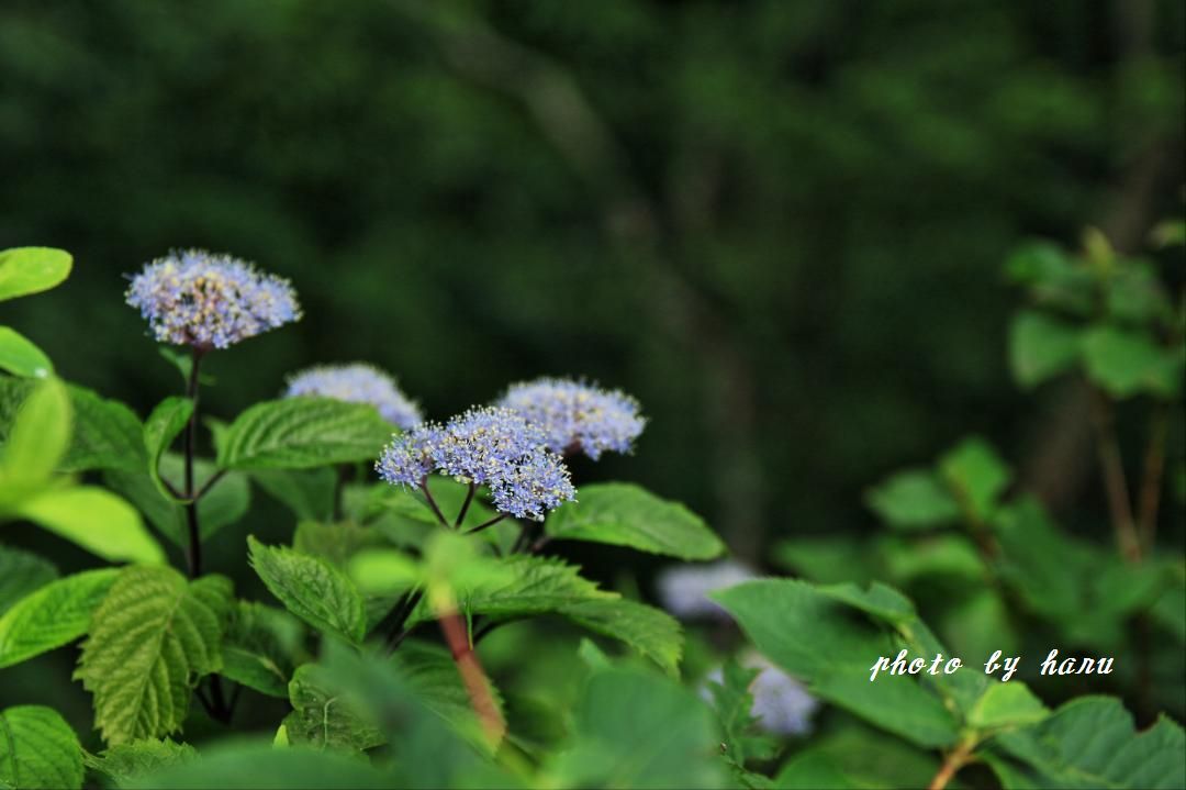 奥医王山の花たち_f0297537_15242299.jpg