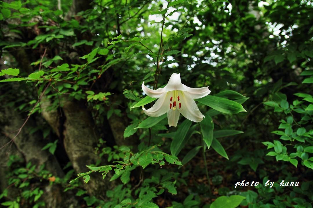 奥医王山の花たち_f0297537_15243334.jpg