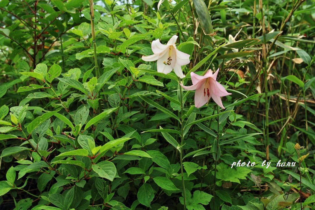 奥医王山の花たち_f0297537_15243695.jpg