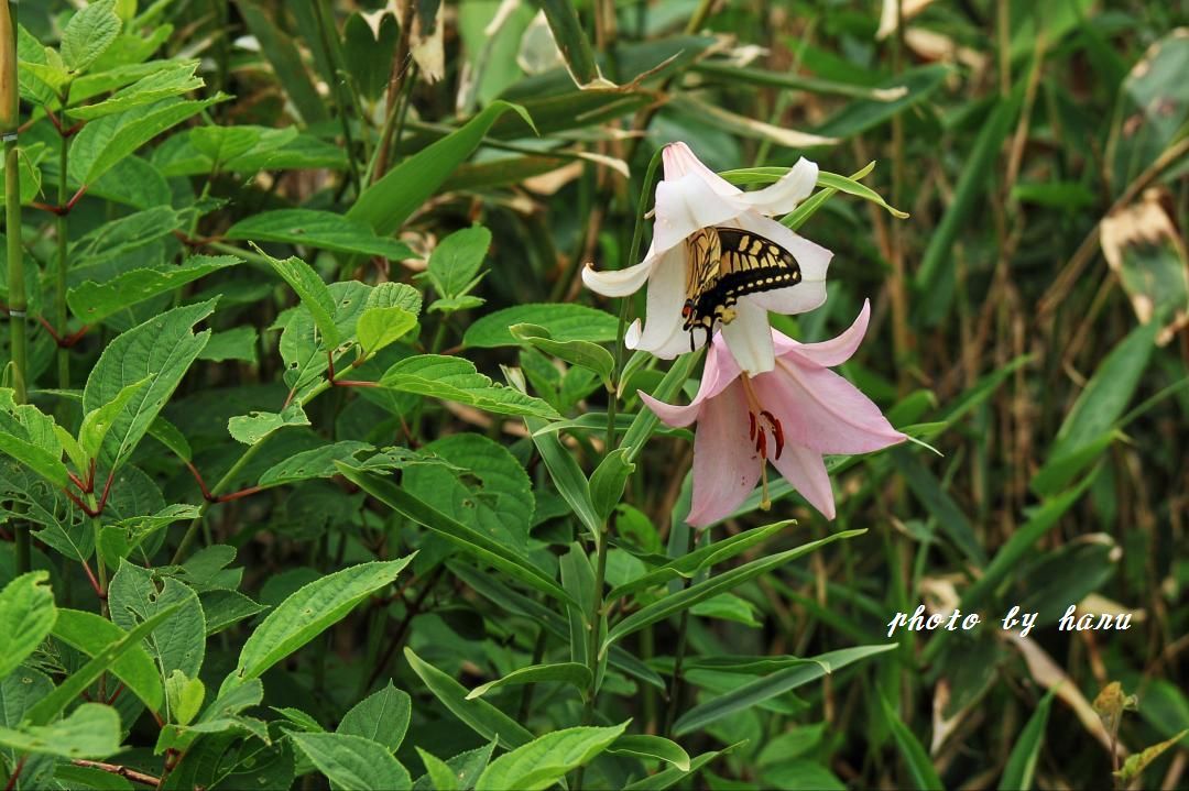 奥医王山の花たち_f0297537_15244064.jpg