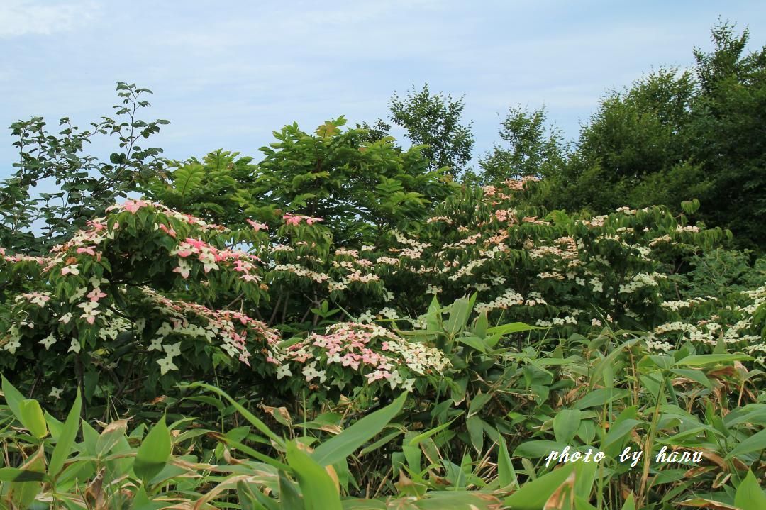 奥医王山の花たち_f0297537_15244859.jpg