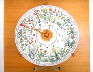 リンネの花時計 : Rosy Rosette カルトナージュ日記 リンネの花時計 : Rosy Rosette カルトナージュ日記