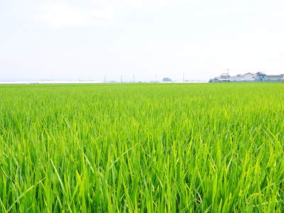 七城米 長尾農園 美しすぎる田んぼの田植え(2015)その1:欠株を出さない美しすぎる苗床と代かき_a0254656_17544399.jpg