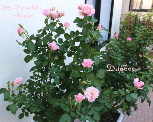 ダフネ の二番花 La Rose 薔薇の庭