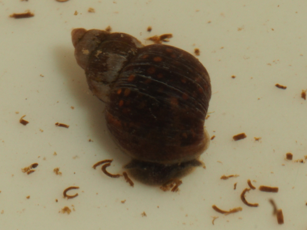 コシタカヒメモノアラガイ・六ヶ所村産 北のフィールドノート