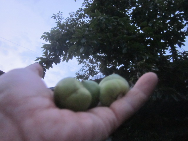 e0181260_73479.jpg