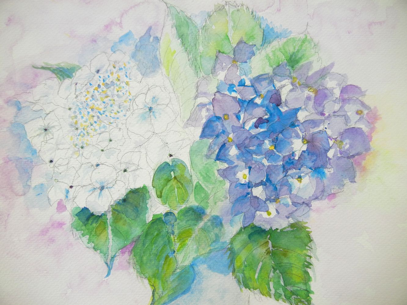 ’１５，６，３０（火）大好きな紫陽花の絵を描いたＹＯ！_f0060461_5193482.jpg