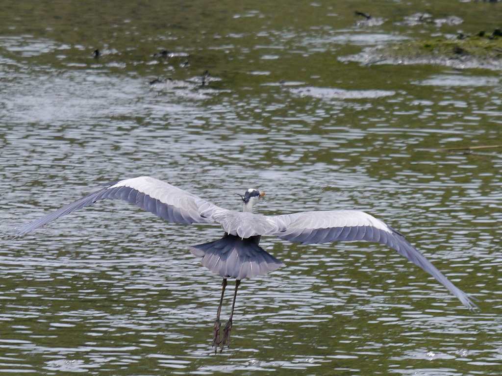 いつもの見慣れた鳥たち アオサギ コチドリ カイツブリ 花と葉っぱ