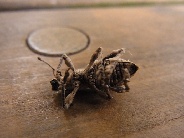 シロコブゾウムシの死んだふり 写ればおっけー コンデジで虫写真 シロコブゾウムシの死んだふり 写ればおっけー コンデジで虫写真