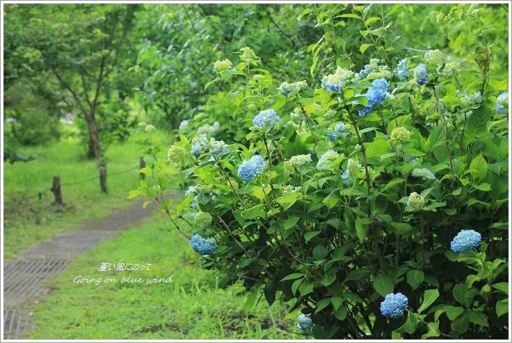 野の花をちょっとだけ_b0345093_13103371.jpg