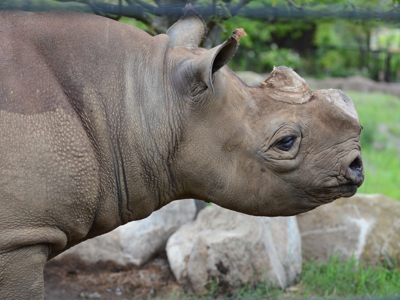 東山動物園からズーラシアにやって来たニル ２_a0164204_12024425.jpg