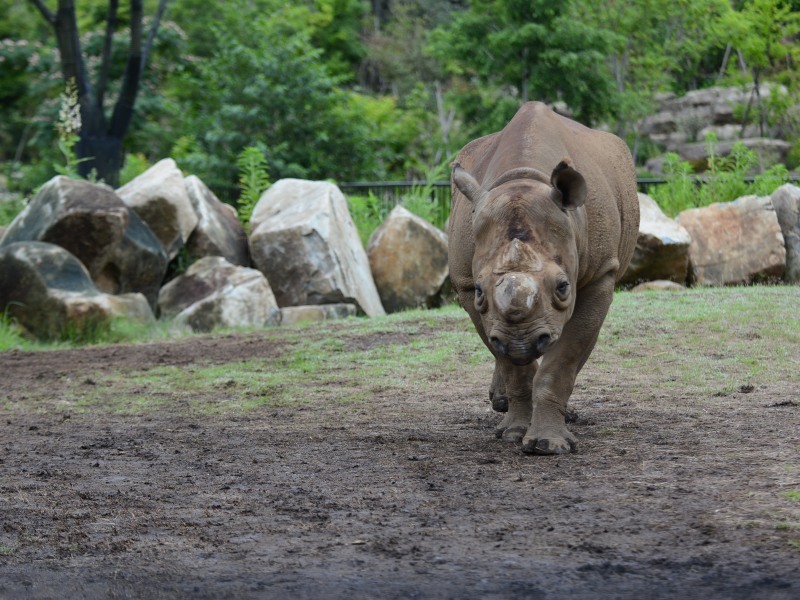 東山動物園からズーラシアにやって来たニル ２_a0164204_12100051.jpg