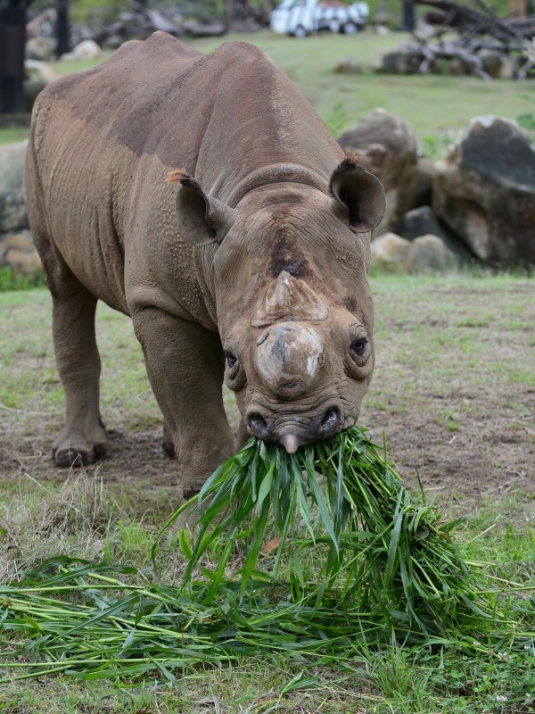 東山動物園からズーラシアにやって来たニル ２_a0164204_12275748.jpg