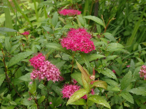 c0156104_11535743.jpg