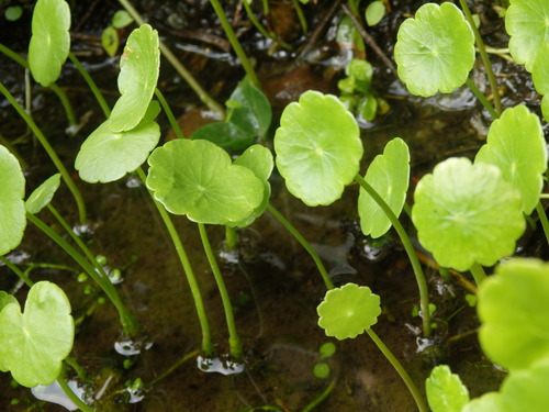 c0156104_11565734.jpg