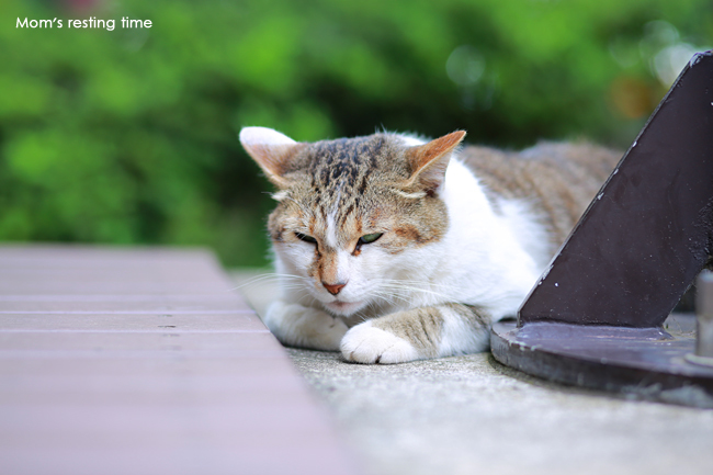 猫の島  （鎌倉小旅行♪その2）_d0157704_18153610.jpg