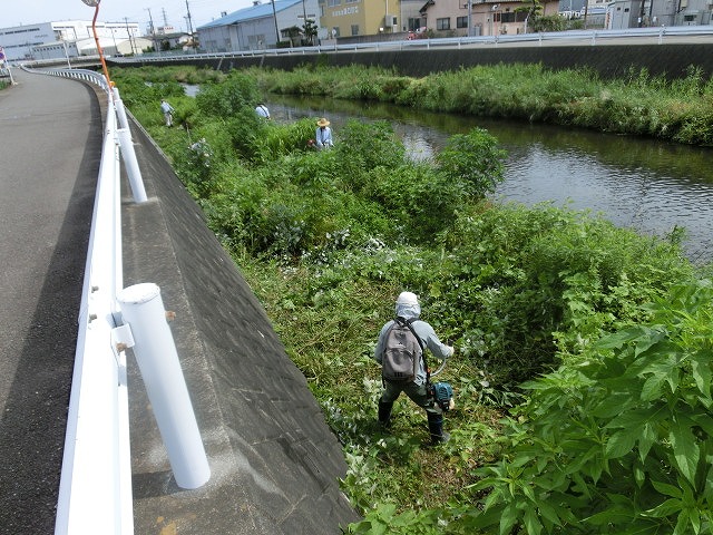 梅雨の晴れ間に小潤井川で草刈り 夜の払いはいつもの「ホルモン忠ちゃん」_f0141310_7265377.jpg
