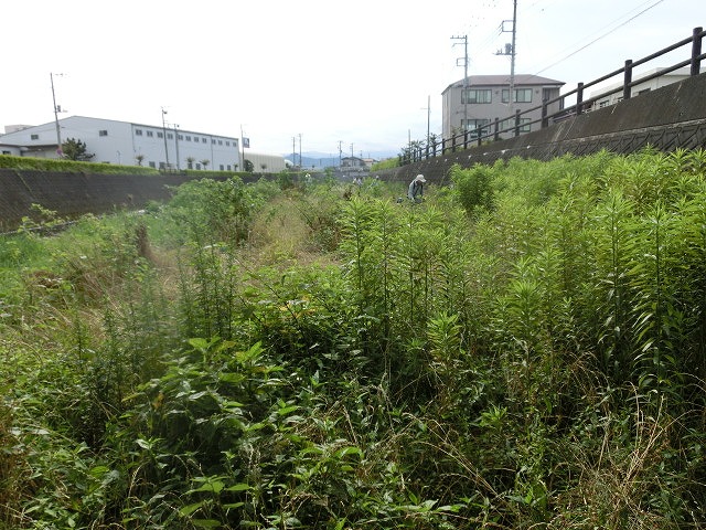 梅雨の晴れ間に小潤井川で草刈り 夜の払いはいつもの「ホルモン忠ちゃん」_f0141310_7282772.jpg