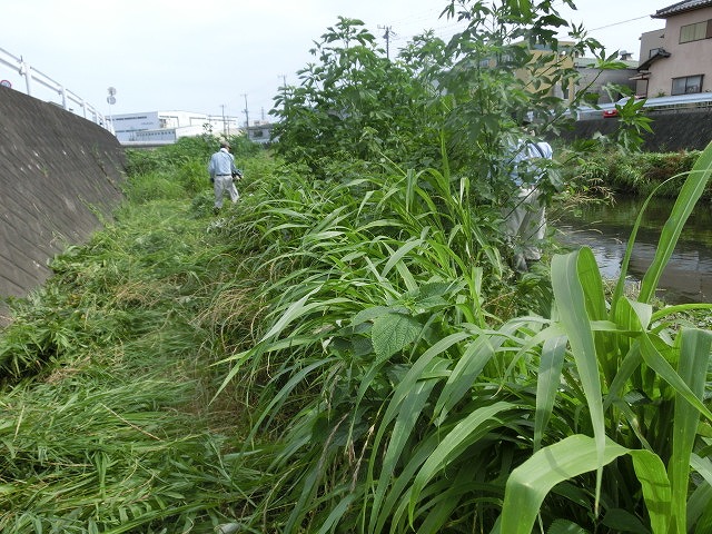 梅雨の晴れ間に小潤井川で草刈り 夜の払いはいつもの「ホルモン忠ちゃん」_f0141310_734312.jpg