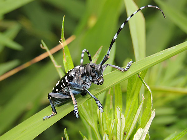 ゴマダラカミキリ ラミーカミキリ 一寸の虫にも五分の魂 ゴマダラカミキリ ラミーカミキリ 一寸の虫にも五分の魂