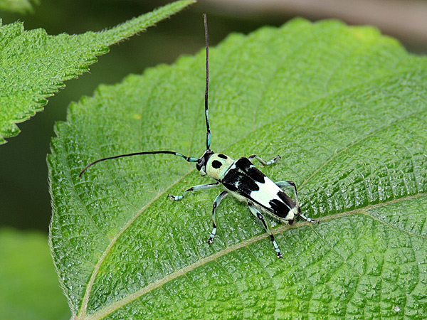 ゴマダラカミキリ ラミーカミキリ 一寸の虫にも五分の魂