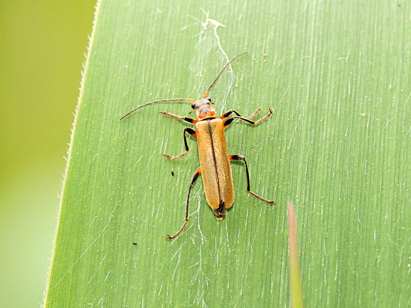 ゴマダラカミキリ ラミーカミキリ 一寸の虫にも五分の魂 ゴマダラカミキリ ラミーカミキリ 一寸の虫にも五分の魂
