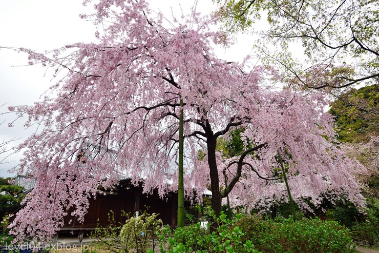 京都 法金剛院 ～桜と椿～_d0319222_1305887.jpg