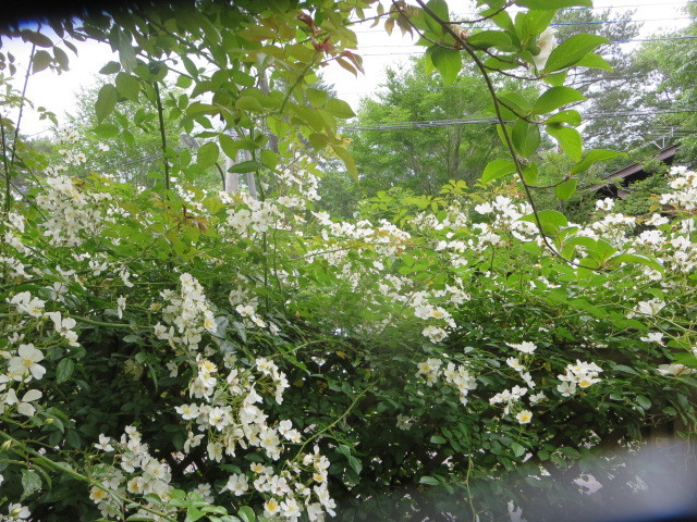 梶みゆきのバラ講座 山のお庭研修に行ってきました Forest 便り