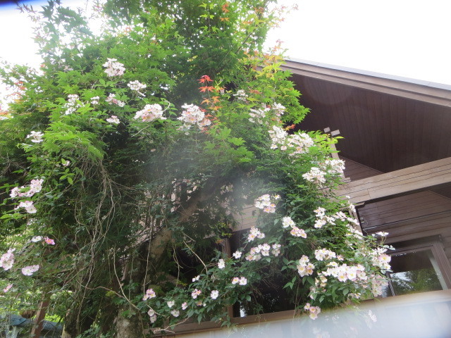 梶みゆきのバラ講座 山のお庭研修に行ってきました Forest 便り
