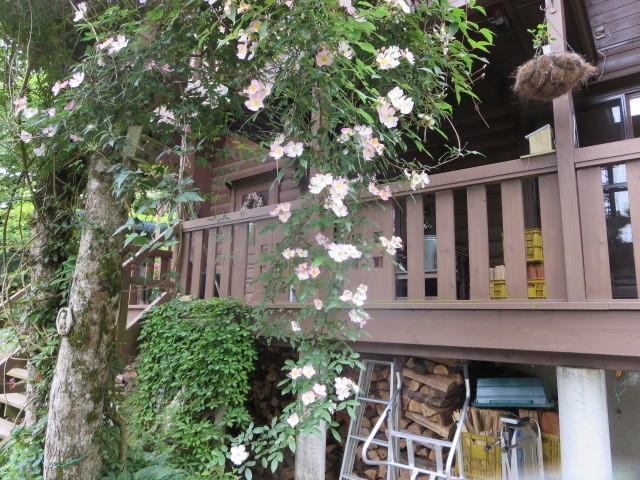 梶みゆきのバラ講座 山のお庭研修に行ってきました Forest 便り