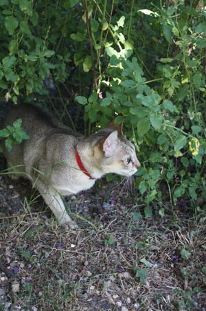 猫とアーチビショップ公園で。_b0199526_192099.jpg