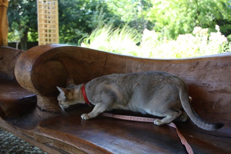 猫とアーチビショップ公園で。_b0199526_19433748.jpg