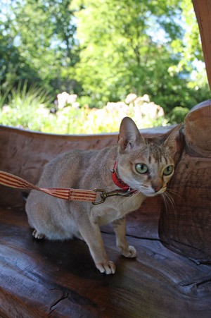 猫とアーチビショップ公園で。_b0199526_19463084.jpg
