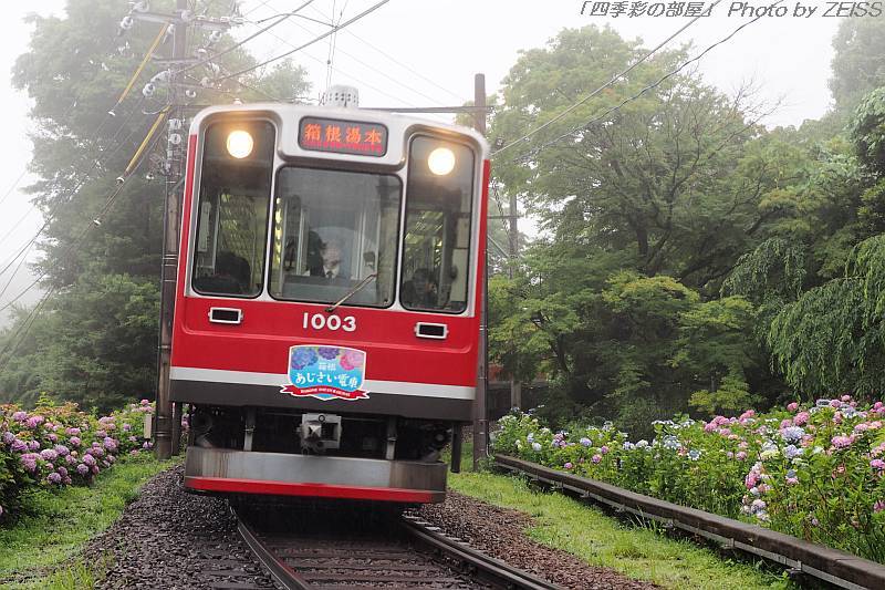 箱根登山鉄道「あじさい電車」①_a0195032_20542524.jpg