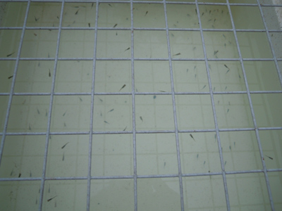 e0097534_9373513.jpg
